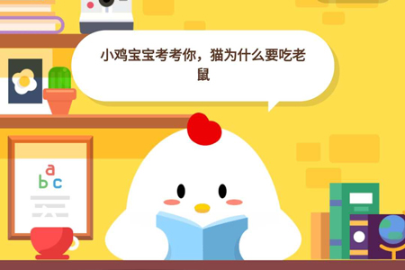小鸡宝宝考考你,猫为什么要吃老鼠