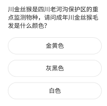 川金丝猴是四川老河沟保护区的重点监测物种,请问成年川金丝猴毛发是什么颜色?