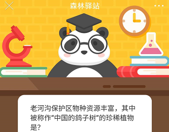 老河沟保护区物种资源丰富,其中被称为“中国的鸽子树”的珍稀植物是?