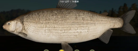 俄罗斯钓鱼4下通古斯卡河星级宽鼻白鲑怎么钓鱼