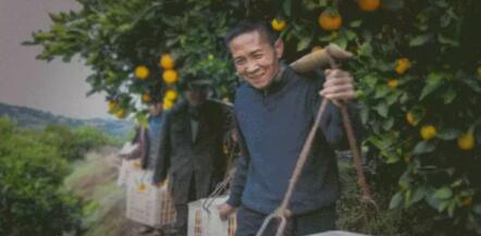 小鸡宝宝考考你,芭芭农场里种成一棵果树可以收获什么?