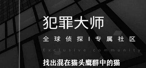 犯罪大师找出混在猫头鹰群中的猫