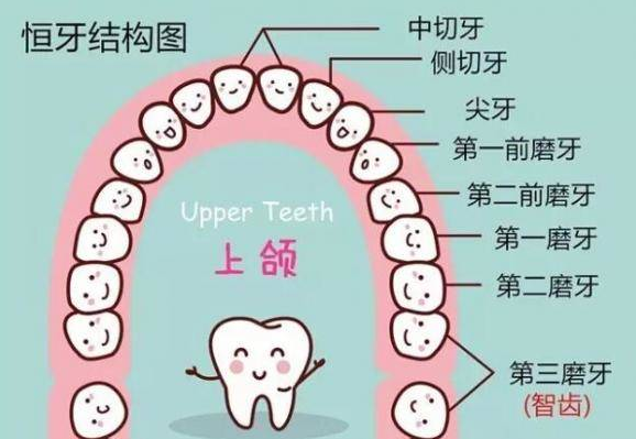 对于成年人来说，拔智齿有助于瘦脸吗