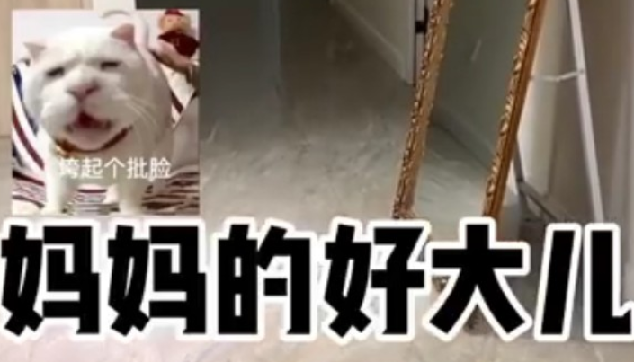妈妈的好大儿的表情包