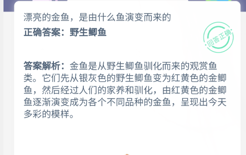 漂亮的金鱼,是由什么鱼演变而来的