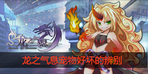 龙之气息怎么看宠物好坏