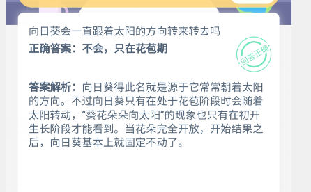 小鸡宝宝考考你,向日葵会一直跟着太阳的方向转来转去吗