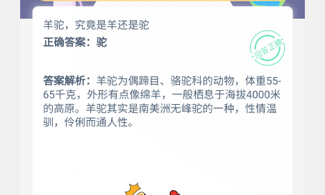 小鸡宝宝考考你,羊驼,究竟是羊还是驼