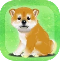 養育柴犬的治愈遊戲下載- 養育柴犬的治愈遊戲安卓版下載