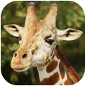 沙雕長頸鹿模擬器遊戲下載-沙雕長頸鹿模擬器下載v1.0.1安卓版