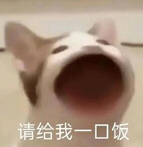 抖音popo猫动态表情包