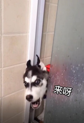 微信状态哈士奇视频