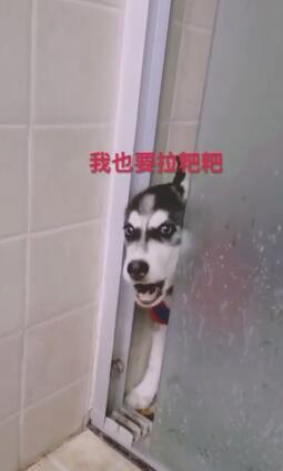 微信状态跟狗吵架视频下载