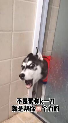 微信8.0状态视频素材哈士奇拼多多砍一刀下载