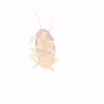 七彩蟑螂表情包图片