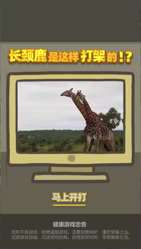长颈鹿是这样打架的