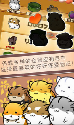 仓鼠的生活